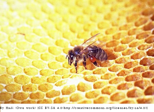 Biene mit Propolis an den Beinen
